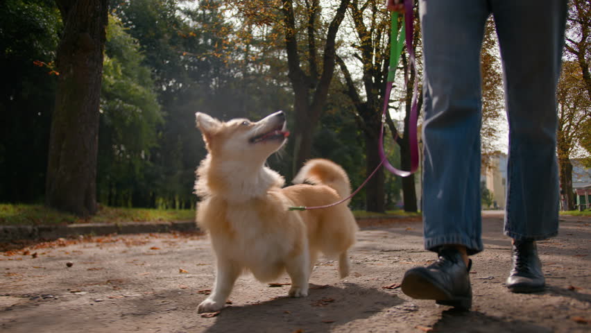 Close-up legs woman walk with cute dog little welsh corgi on leash in autumn park city. Female owner animal trainer walking domestic pet outdoors funny lovely puppy jumping playing with girl outside