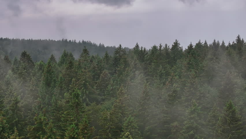 Drone slowly advancing through mist among trees in the forest