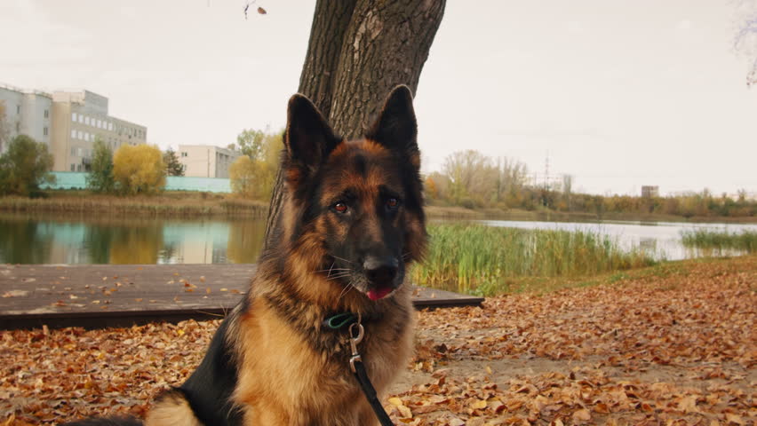 German shepherd dog catching some treats in the autumn park close-up. Purebred dog. Pet training. Outdoor.