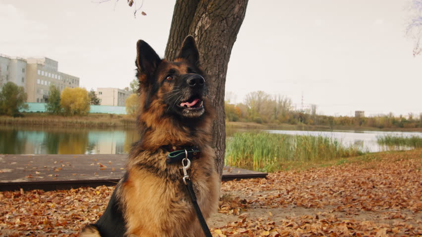 German shepherd dog catching some treats in the autumn park close-up. Purebred dog. Pet training. Outdoor.