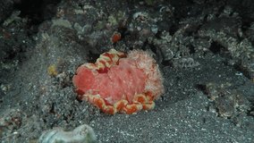 At night, a large red nudibranch sits on the rocky bottom of the tropical sea. Spanish Dancer (Hexabranchus sanguineus) 600 mm. Capable of swimming by body flexions and mantle undulations.