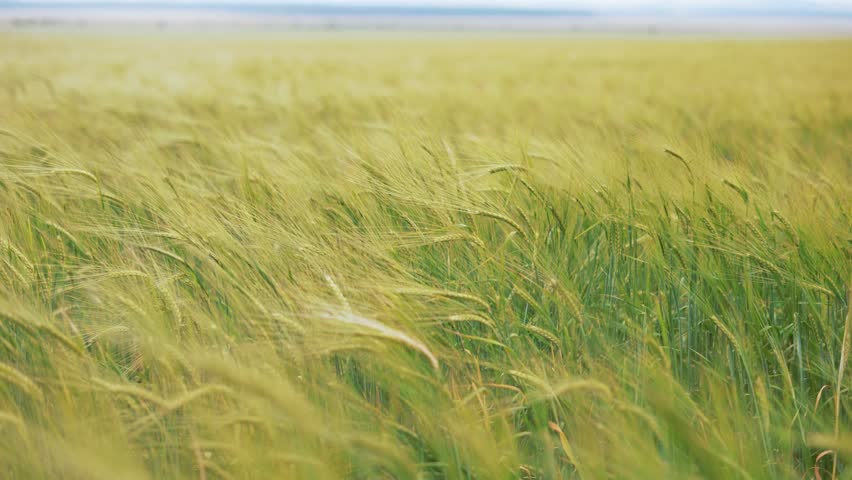 Agriculture concept. young agricultural farm. ears of wheat in wind close up. green wheat farm. young wheat ears in spring.young ear of wheat grows on an agricultural farm. organic products on field Royalty-Free Stock Footage #3427507861