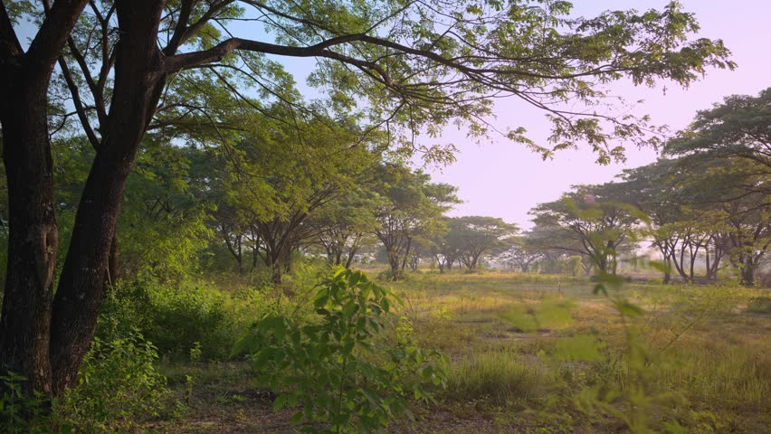 Sunrise time lapse showing an idyllic rural landscape with trees on a meadow. Green natural landscapes and sky.