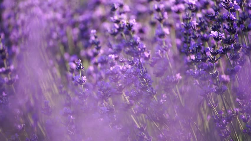 Blooming lavender field. Beautiful purple flowers. Regional organic cultivation. aromatherapy essential oils Royalty-Free Stock Footage #3427538637