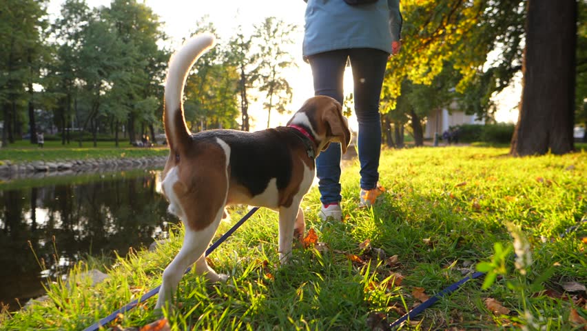 Cute young beagle walk after owner at sunlit evening park, slow motion camera follow behind. Two have nice relaxing time at quiet old park in city. Beautiful bright sun shine ahead, woman go forward