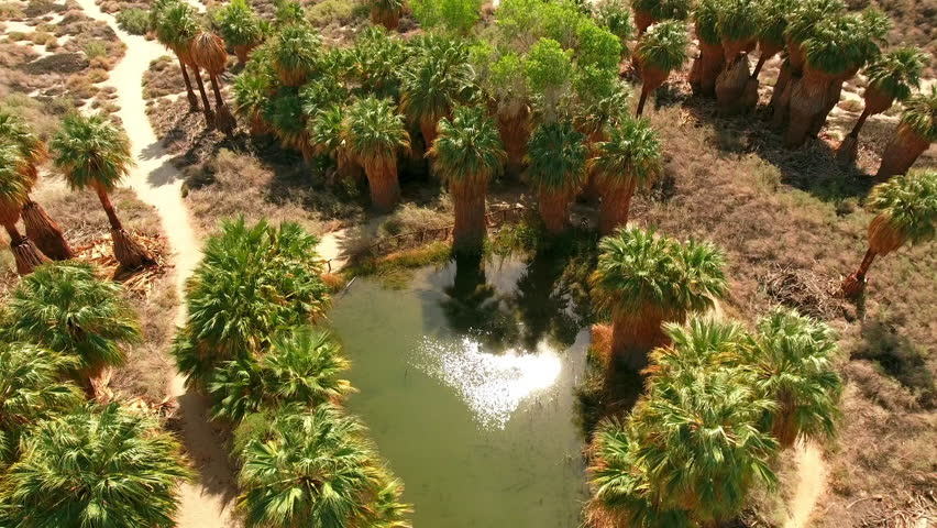 Aerial: Drone Panning Shot Of Green Joshua Tree National Park On Sunny Day - Palm Springs, California