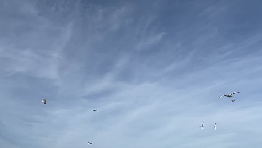 Seagulls are flying in the blue sky, Slow Motion.