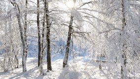 Falling snow from trees shimmers in sunlight. - Powered by Shutterstock - Get 15% off with code: PIKWIZARD15