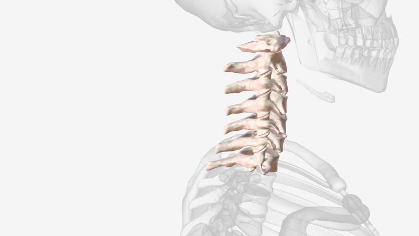 The cervical spine (neck region) consists of seven bones (C1-C7 vertebrae), which are separated from one another by intervertebral discs . Royalty-Free Stock Footage #3427744927
