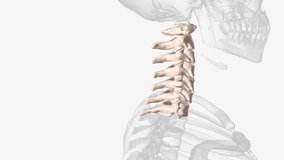 The cervical spine (neck region) consists of seven bones (C1-C7 vertebrae), which are separated from one another by intervertebral discs . - Powered by Shutterstock - Get 15% off with code: PIKWIZARD15