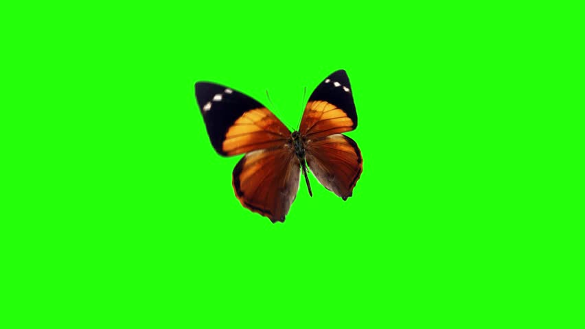 Realistic butterfly animation on green screen, seamless loop