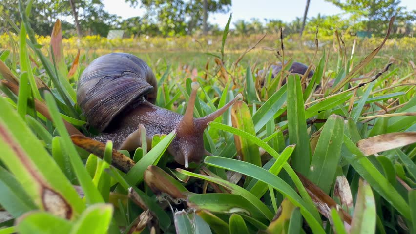 Giant African land snail (Lissachatina fulica) slowly crawls in the grass. Madagascar.