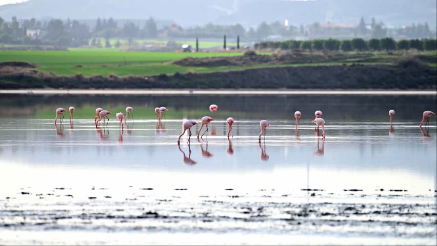 Flamingos wade at Larnaca salt lake Royalty-Free Stock Footage #3427784755