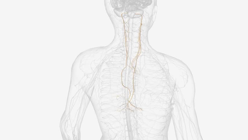 The vagus nerve (cranial nerve CN X) is the longest cranial nerve in the body, containing both motor and sensory functions in both the afferent and efferent regards