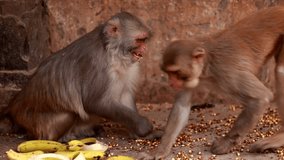 HD Video : Indian monkey eating banana at Galtaji Hindu temple, Jaipur, Rajasthan, India.  
