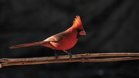 Cardinal Bird Lands on a Branch in Slow Motion - Powered by Shutterstock - Get 15% off with code: PIKWIZARD15