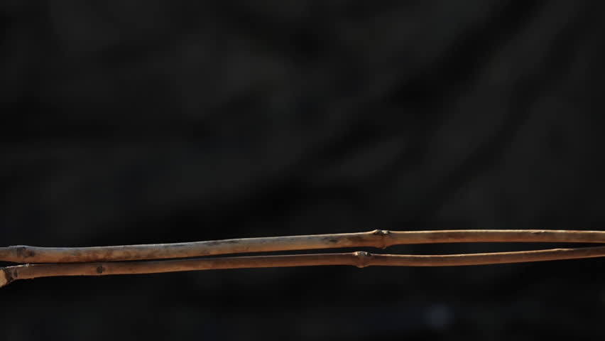 Cardinal Bird Lands on a Branch in Slow Motion