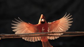 Cardinal Bird Lands on a Branch in Slow Motion - Powered by Shutterstock - Get 15% off with code: PIKWIZARD15