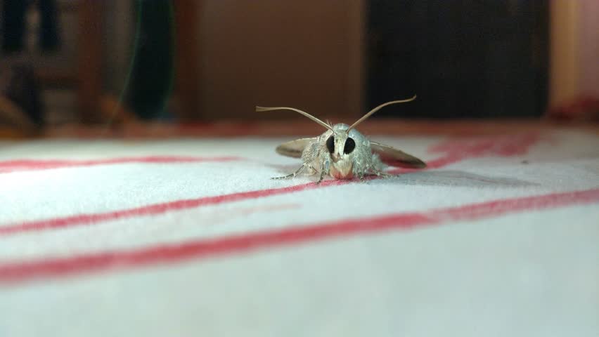 A moth close up which is resting under a breeze