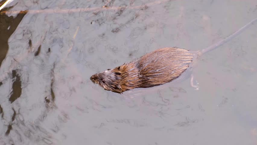 Close up of muskrat semiaquatic rodent in the wild, swimming in the surface of Boise River in Idaho, USA