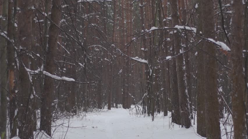 Winter forest with thin tree trunks. Snow falls from tree branches. Pedestrian road between tree trunks.