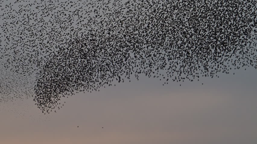 Starling birds murmuration in a clear sky during a calm sunset at the end of the day. A Eurasian sparrowhawk is flying through the groups of starlings (Sturnidae) in the sky.