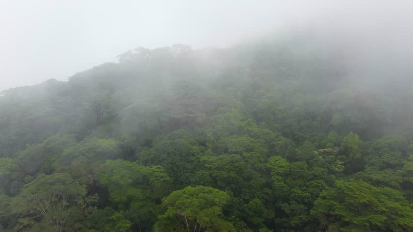 Thick fog covers tropical rainforest near Minca in the Sierra Nevada de Santa Marta in the Andes mountains, Colombia