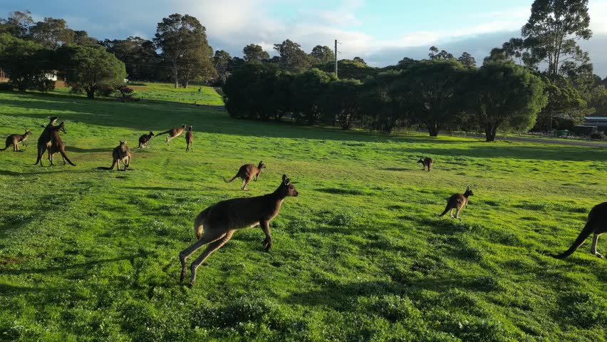 Hopping kangaroos on the green grass during sunset in Western Australia, aerial closeup