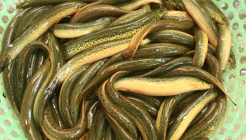 Eels перевод. Baby eels. Fright Baby eels. Eels in Water.