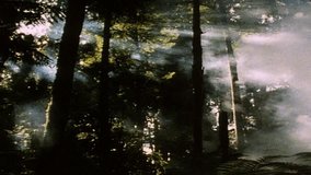 Forest canopy - Powered by Shutterstock - Get 15% off with code: PIKWIZARD15
