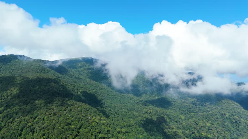 Green Mountains Dense Forest Covered in Clouds, Flying through the Clouds, Nature Habitat Ecosystem Forest Carbon Dioxide, Wild Nature Above the Clouds Mixed Deciduous-Evergreen Forest