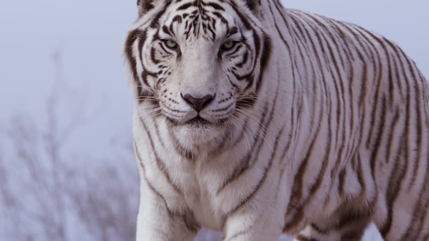 White tiger looking towards camera and focuses sideways - medium shot Royalty-Free Stock Footage #3428045147