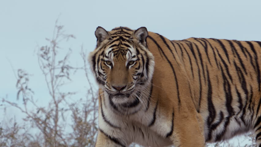 Tiger walking along path looking intensely