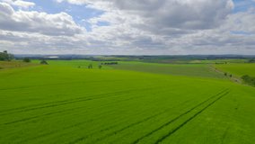 AERIAL: Lush green fields in picturesque Scottish countryside on a sunny day. Stunning view of immense and beautifully landscaped green agricultural fields full of wheat gently swaying in summer wind.