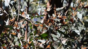 HD Video of many Monarch Butterflies in a Eucalyptus tree, wings fluttering. The monarch butterfly may be the most familiar North American butterfly and an iconic pollinator species.