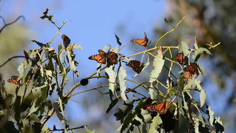 HD Video of many Monarch Butterflies in a Eucalyptus tree, wings fluttering. The monarch butterfly may be the most familiar North American butterfly and an iconic pollinator species.