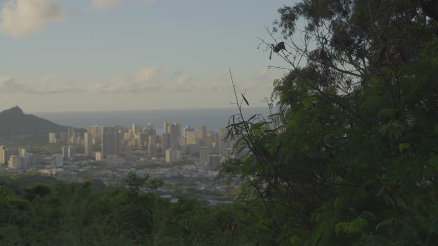 passing pink clouds slowly block the sun shining on the city of Honolulu, Hawaii at sunset
as a flock of small birds visit the lush foliage in the foreground Royalty-Free Stock Footage #3428143325