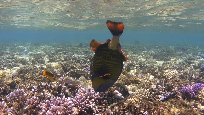 Titan triggerfish feeding on colorful coral reef Royalty-Free Stock Footage #3428166965
