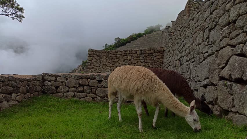 Cute lama in Machu Picchu ancient town, Peru