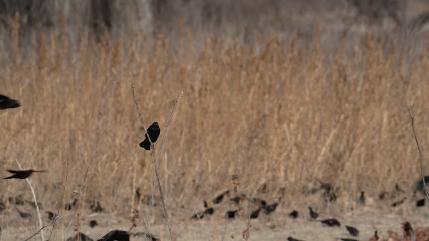 Slow motion clip of red-winged blackbirds fly by perched bird
