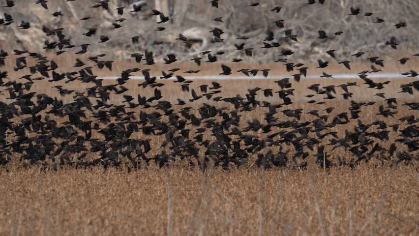 Slow motion clip of red-winged blackbirds flocking out of grasslands