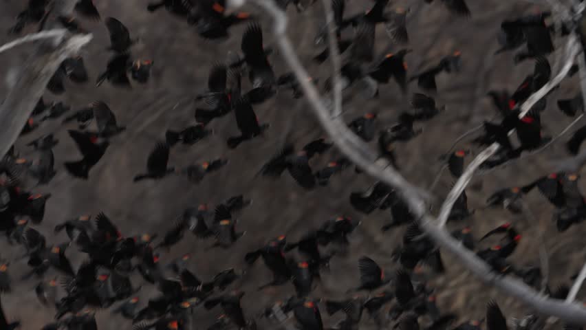 Slow motion close-up of red-winged blackbirds flocking