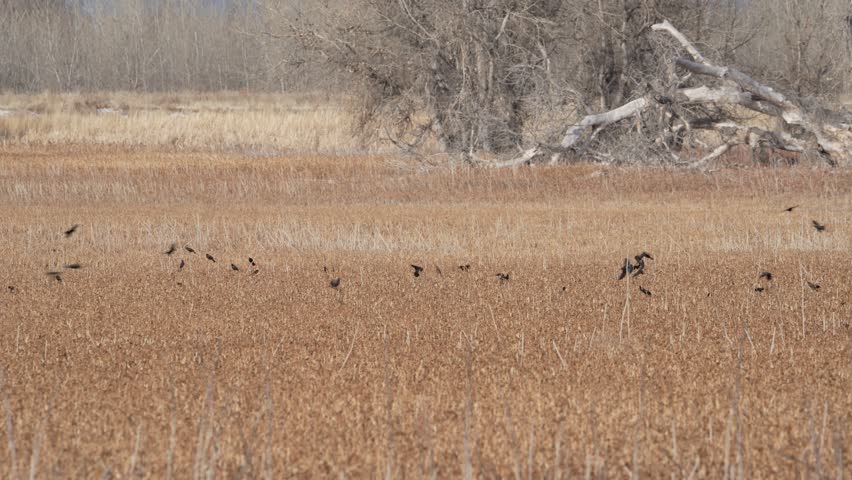 Red-winged Blackbirds and Starlings Murmuration Flocking