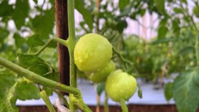 Dewy green tomato on the plant in the plantation