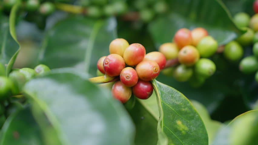 Coffee plant fruit red berry branch in the coffee farm with fresh red and green coffee beans and harvesting in mountain plantation, trees coffee beans ripening, 4k Video Royalty-Free Stock Footage #3428230709