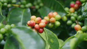 Coffee plant fruit red berry branch in the coffee farm with fresh red and green coffee beans and harvesting in mountain plantation, trees coffee beans ripening, 4k Video