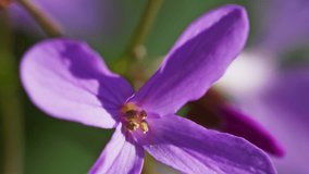 Pink wildflowers in the morning forest at springtime, macro. Vertical video - Powered by Shutterstock - Get 15% off with code: PIKWIZARD15