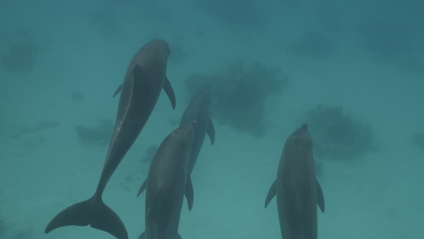 Underwater bottlenose dolphins pod swimming in red sea. Wildlife marine sea nature. Amazing aquatic mammal animals in natural habitat. Swimming together with wild dolphins safari. Unique experience. Royalty-Free Stock Footage #3428272193