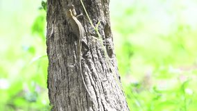Chameleon climbing the tree video