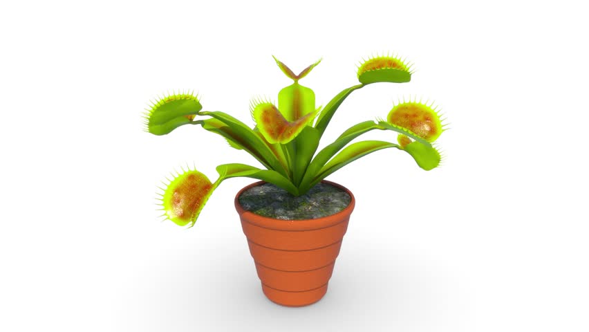 Dionaea plant isolated on white background 3d rendered video clip